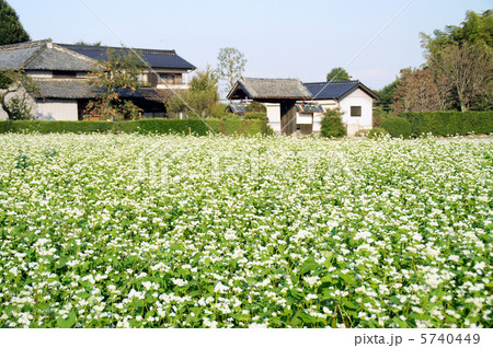 そばの花 そばの花 5740449
