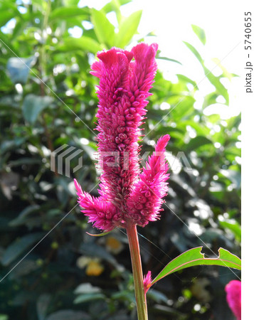 トサカケイトウ（鶏冠鶏頭） 5740655