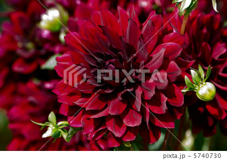 ダリア 黒蝶 ダリア 黒蝶 5740730