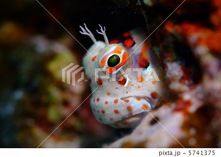 モンツキカエルウオ モンツキカエルウオ 5741375
