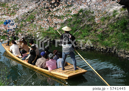 新河岸川さくらまつり 5741445