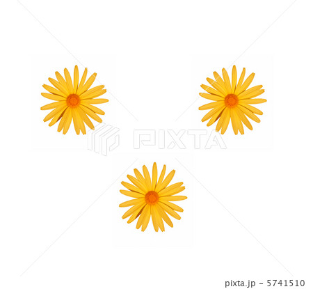 meadow yellow flower on a white background 5741510