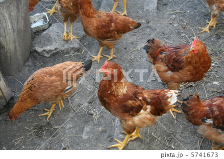 Brown hens with focus on middle hen Brown hens with focus on middle hen 5741673