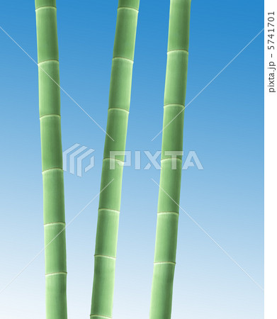 Bamboo Border 5741701