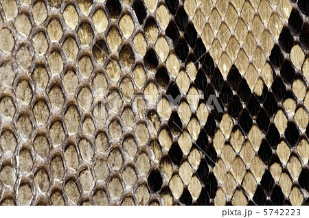 ヘビ柄の背景素材 ヘビ柄の背景素材 5742223