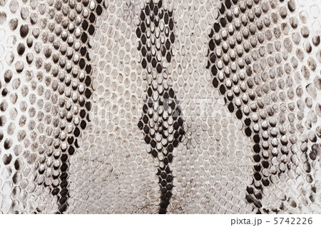 ヘビ柄の背景素材 ヘビ柄の背景素材 5742226