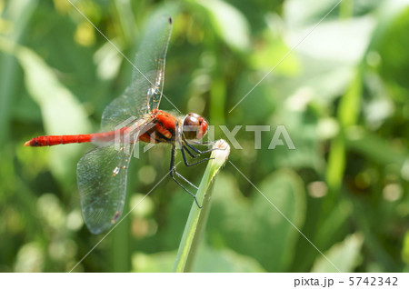 ナツアカネ 5742342