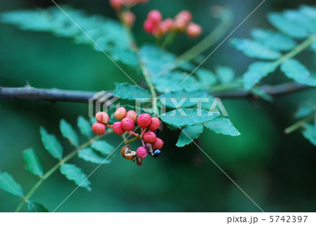 サンショウの実 5742397