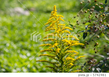 背高泡立ち草 5742461