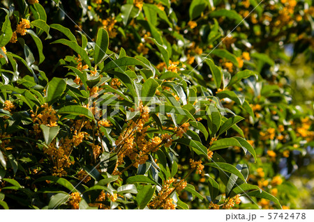 キンモクセイ 5742478