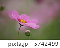 コスモス 5742499
