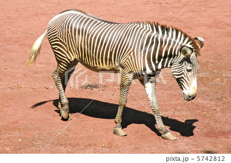 シマウマ 5742812