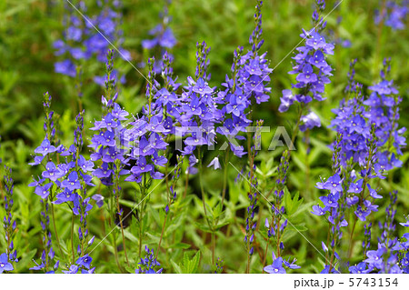 ベロニカ ベロニカ 5743154