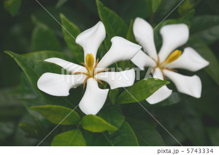 クチナシの花 5743334