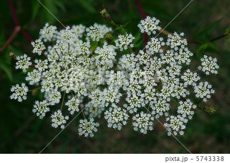 トウキの花 5743338
