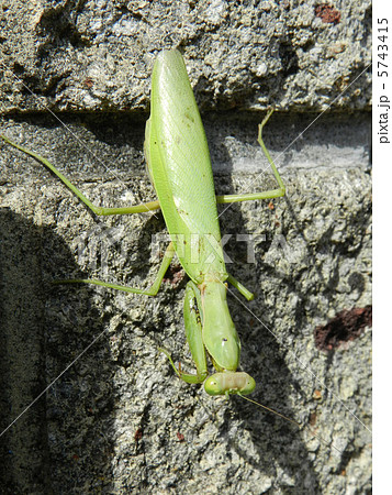 ハラビロカマキリ(腹広螳螂) ハラビロカマキリ(腹広螳螂) 5743415
