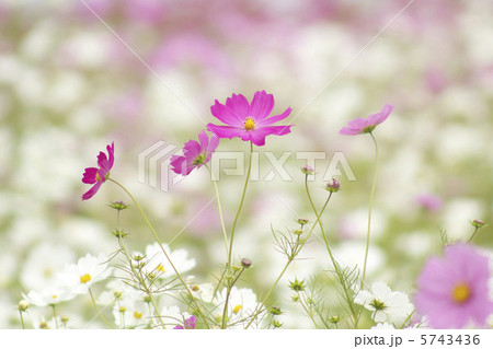 コスモス 5743436