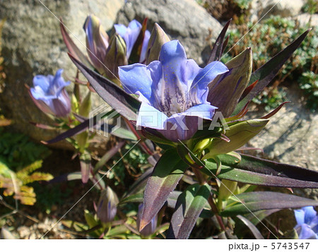 リンドウ 5743547