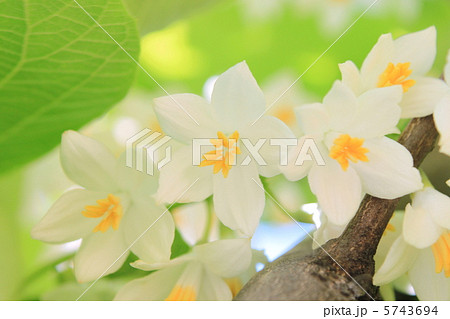 ハクウンボクの花 5743694