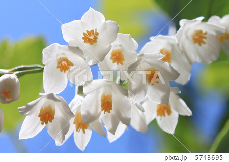 ハクウンボクの花 5743695