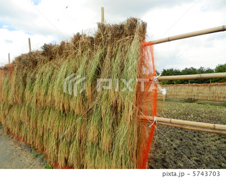 収穫の秋の風景 5743703