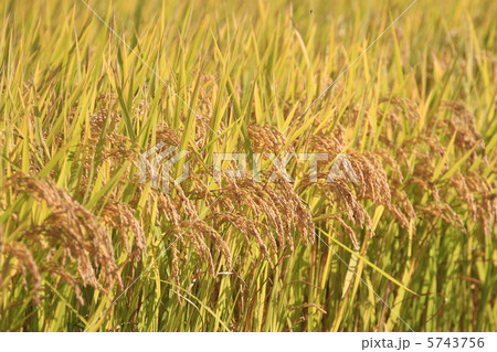 稲穂 5743756