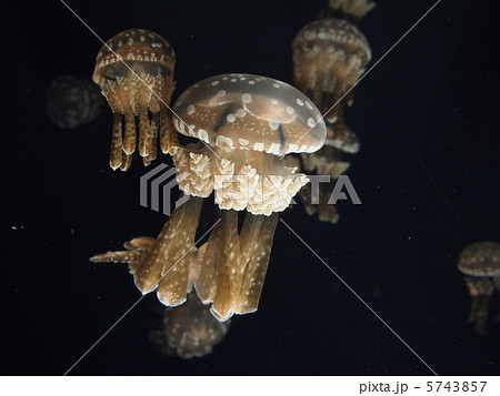 タコクラゲ 5743857