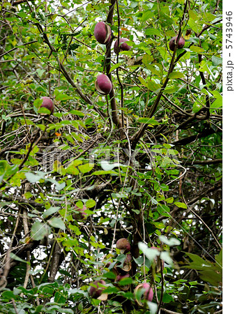 アケビの果実 5743946