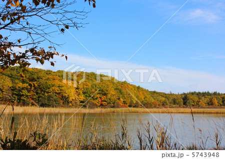 八幡平の御在所沼湖岸の紅葉 5743948