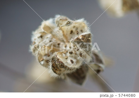 枯れ芙蓉も趣きがあります。 5744080