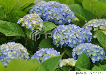 紫陽花 マリンブルー 5744145