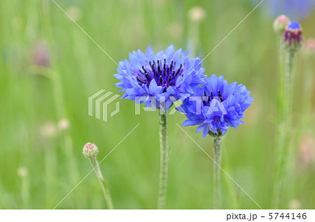 ヤグルマギク 5744146