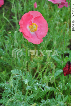 シャーレーポピー シャーレーポピー 5744157