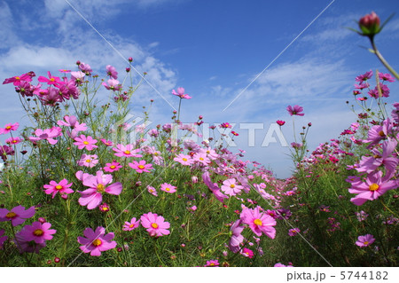 コスモス 5744182