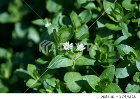 小繁縷コハコベ 春の七草です。 葉野菜です。 小繁縷コハコベ 春の七草です。 葉野菜です。 5744216