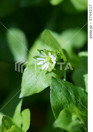 小繁縷コハコベ 春の七草です。 葉野菜です。 小繁縷コハコベ 春の七草です。 葉野菜です。 5744217