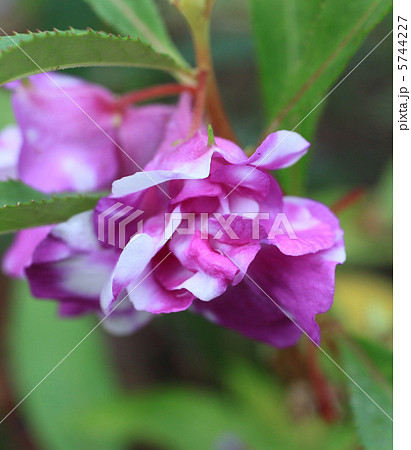 ホウセンカ 5744227