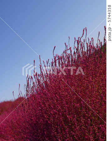 コキア コキア 5744358