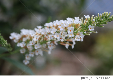 ブットレア 5744382