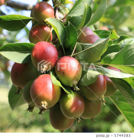 ヒメリンゴ ヒメリンゴ 5744383