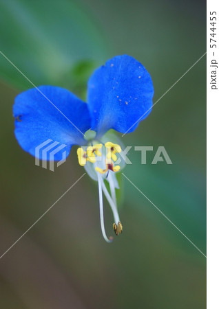 露草　ミッキーマウス似の草 5744455