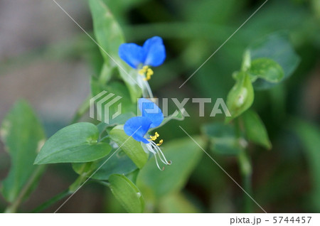 露草 朝の花 お昼にはしぼみます。 露草 朝の花 お昼にはしぼみます。 5744457