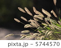 金色の秋 5744570