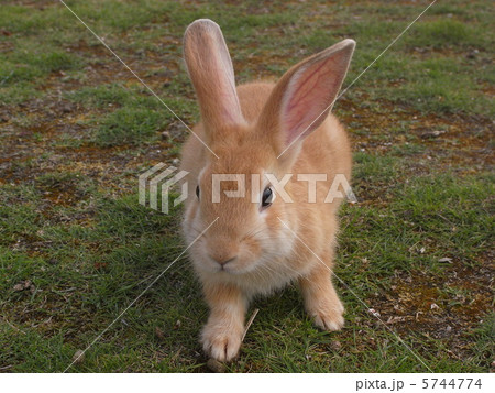 大久野島のうさぎ 大久野島のうさぎ 5744774