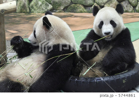 絶滅危惧種 パンダの写真素材