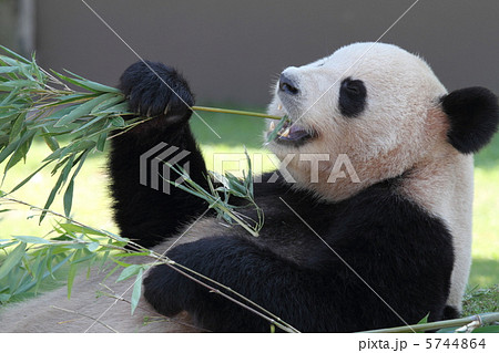 絶滅危惧種　パンダ 5744864