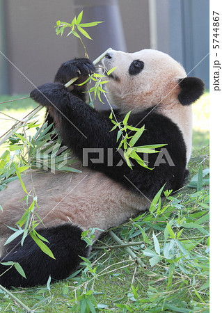 絶滅危惧種 パンダの写真素材