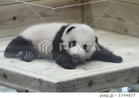 パンダの赤ちゃん　優浜（ゆうひん） 5744877