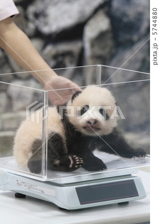 パンダの赤ちゃん 優浜(ゆうひん) パンダの赤ちゃん 優浜(ゆうひん) 5744880