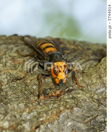 オオスズメバチの女王 5744914